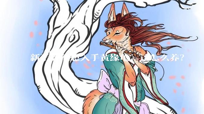 新手养龟想入手黄缘龟，该怎么养？